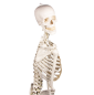 Mobile Preview: Skelett mit beweglicher Wirbelsäule II